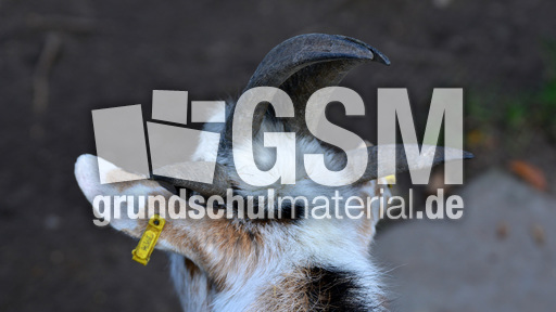 Vierhornziege (4).jpg